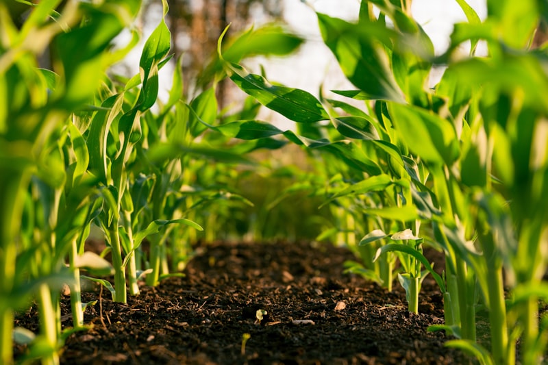 AgriTech Innovations for Climate Smart Farming